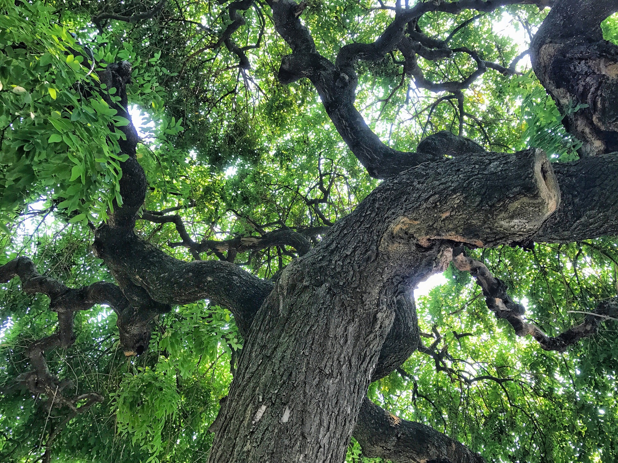 Tree of life